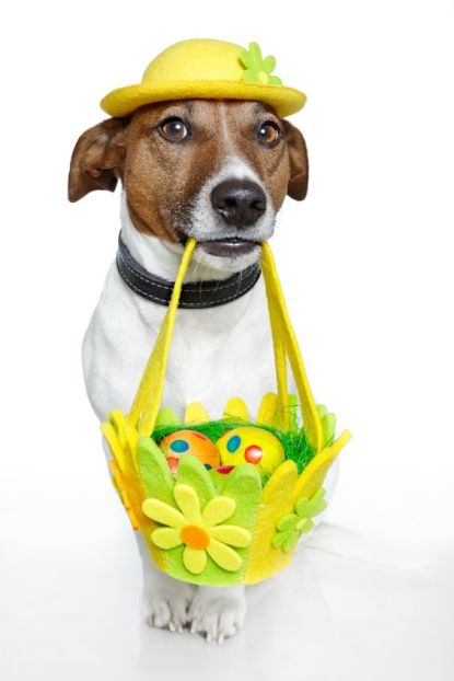 12470942 - dog holding easter basket with colorful eggs