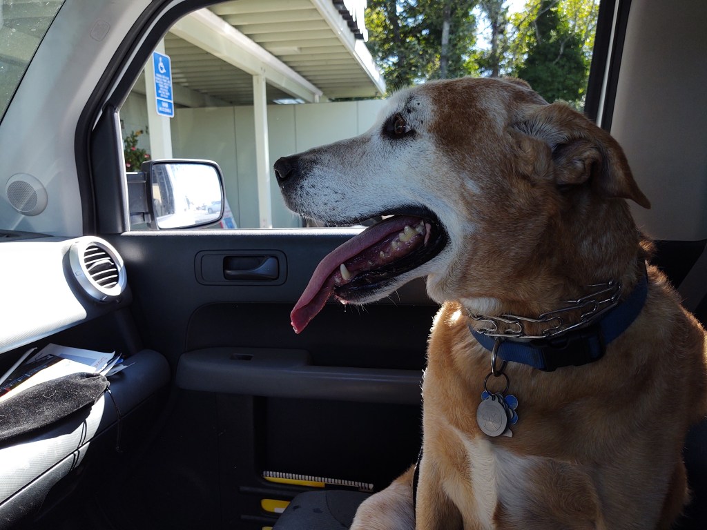 Big yellow dog with white face seen in profile in passenger seat of a car in front of the vet's office. 