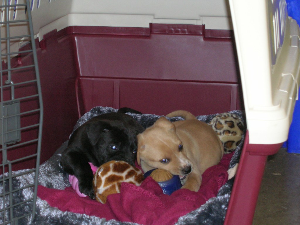 One black puppy, one tan one shown in a crate with blue toys and a rose-colored blanket.